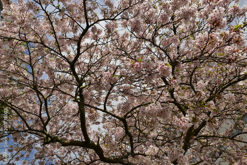 Cherry blossom  Jersey  U.K.  Spring tree canopy.