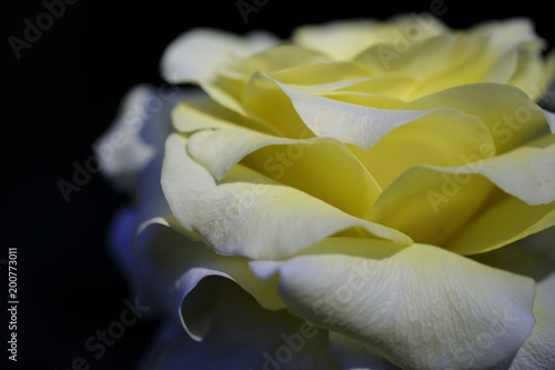 Yellow Rose © ARG