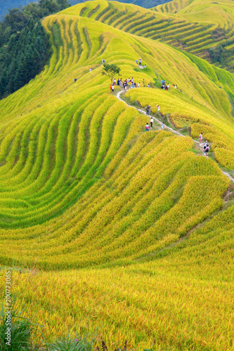 Longji Rice Terraces photo