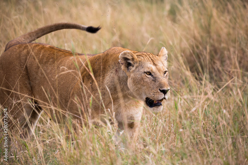 Löwin in der afrikanischen Savanne