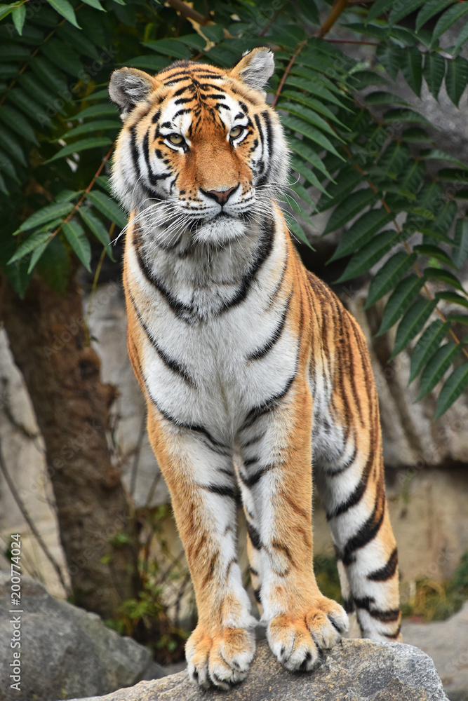 Close up front portrait of Siberian Amur tiger Close up front portrait of Siberian Amur tiger