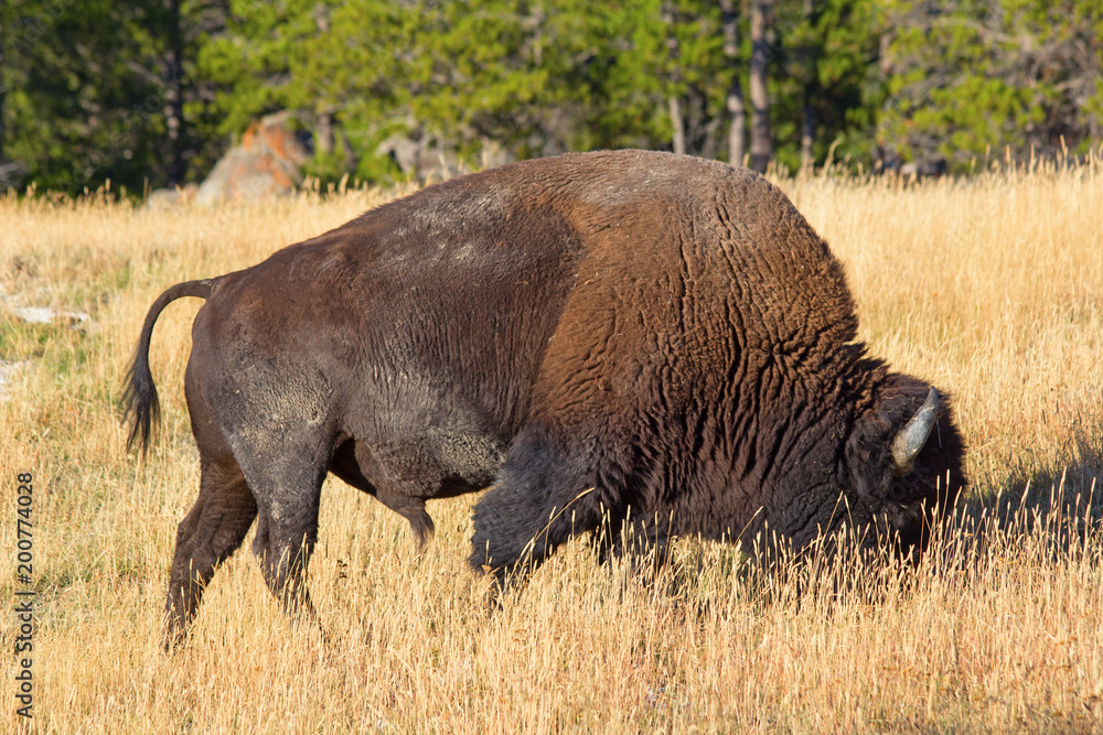Bison Bison