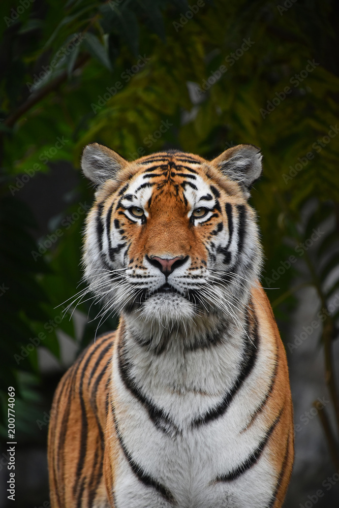 Naklejka premium Close up portrait of Siberian Amur tiger