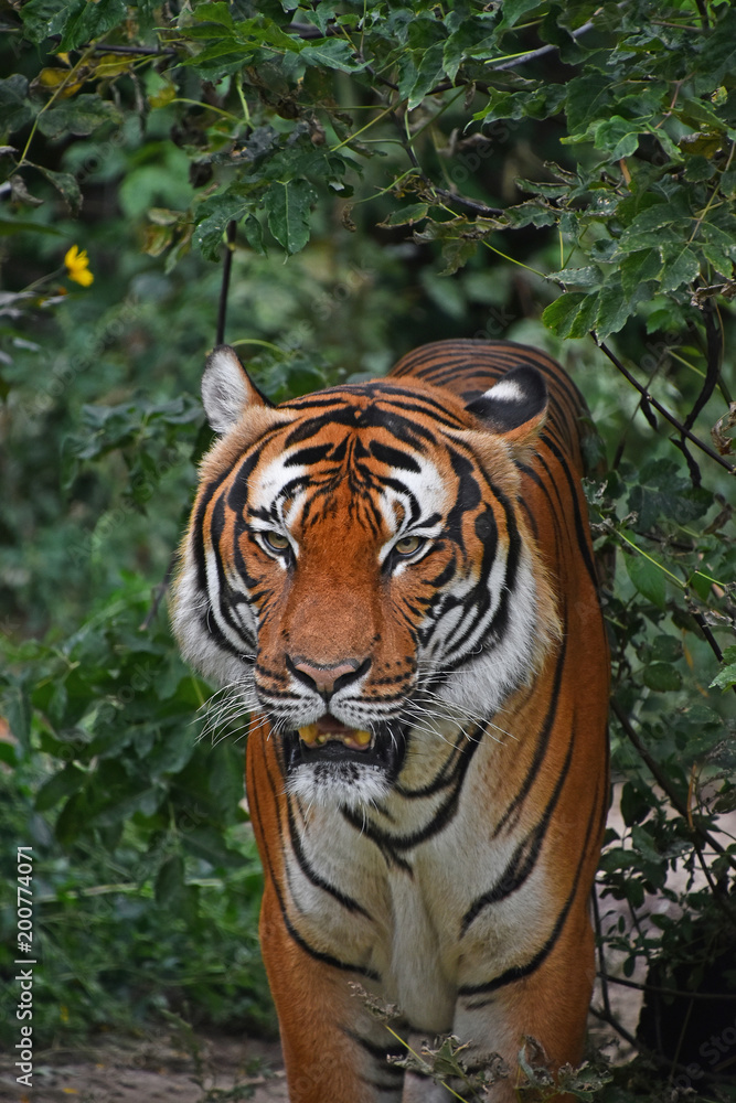 Fototapeta premium Close up front portrait of Indochinese tiger