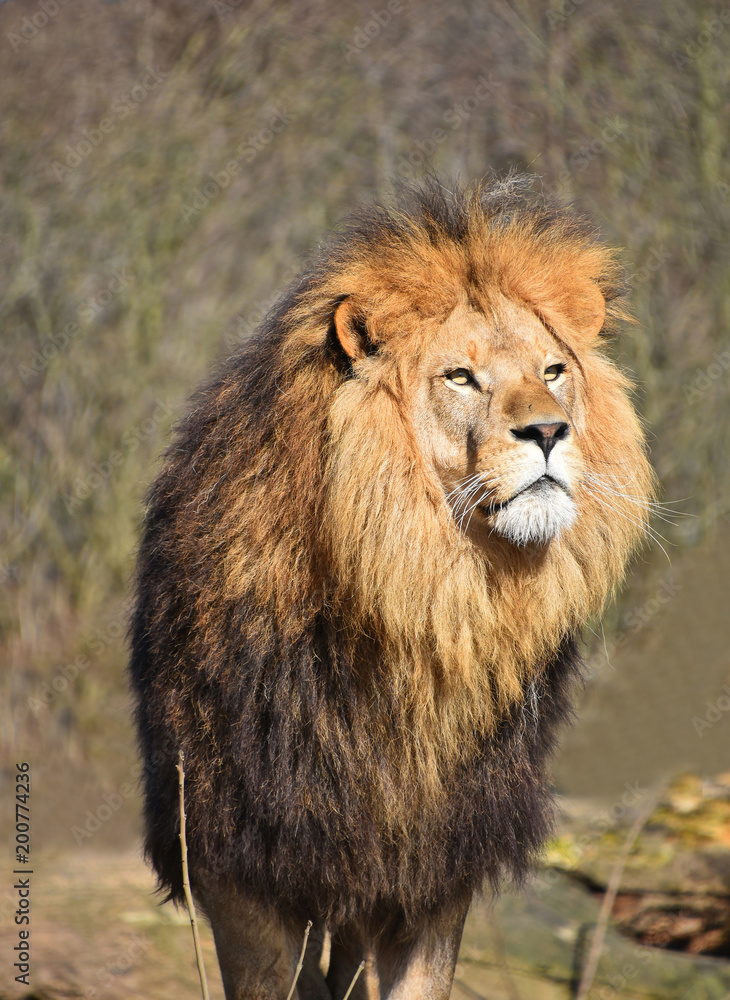 Close up portrait of African lion