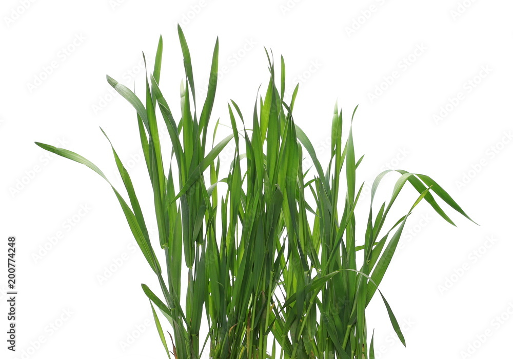 Naklejka premium Zielony młody pszenicy na białym tle na białym tle, ze ścieżką przycinającą