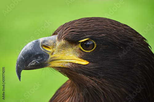 Close up profile portrait of Golden eagle on green