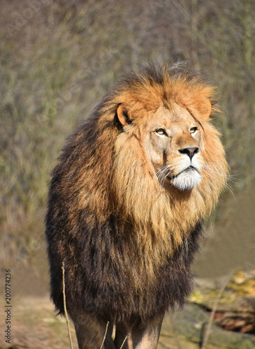 Close up portrait of African lion