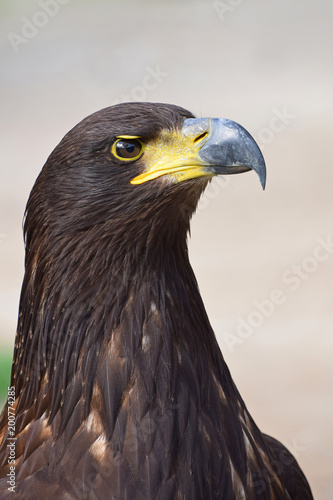 Close up profile portrait of Golden eagle on grey