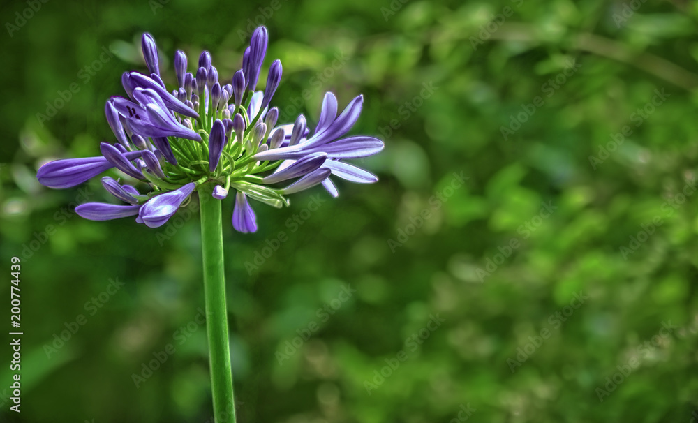 Flower Flower