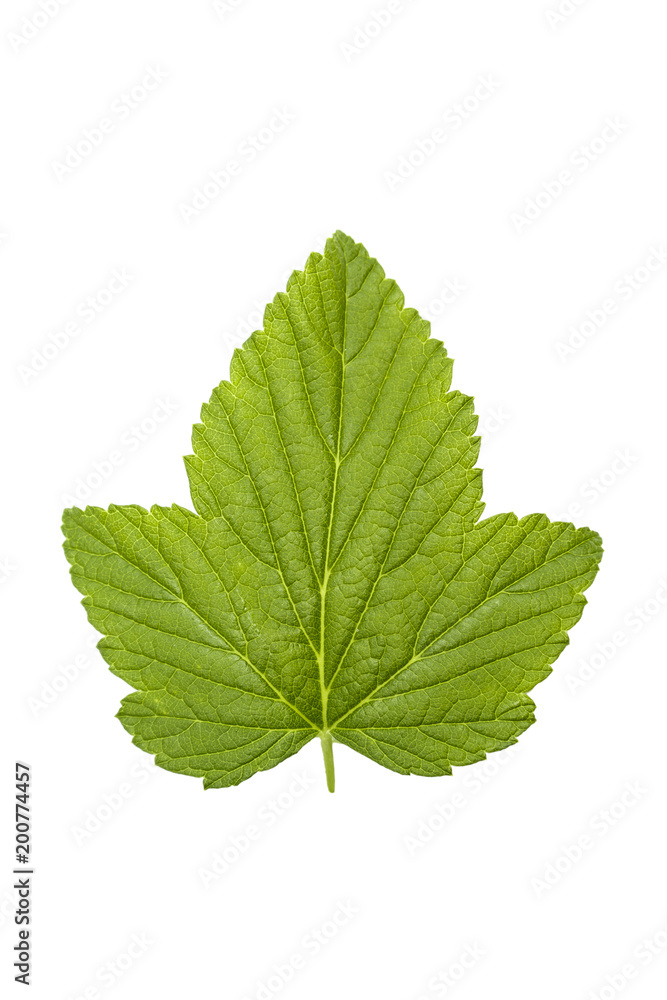 Currant leaf isolated on white background Currant leaf isolated on white background