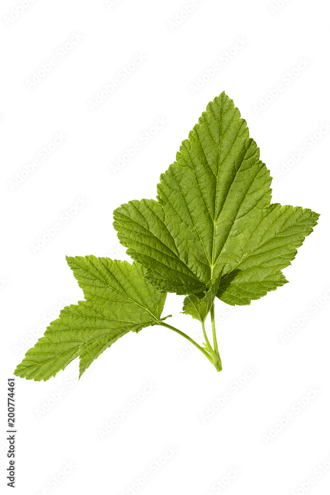 Currant leaf isolated on white background Currant leaf isolated on white background