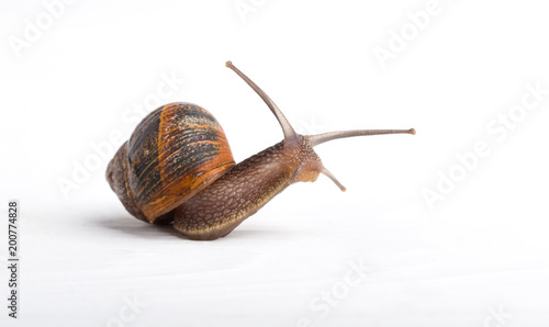 Foto Snail isolated on a white background