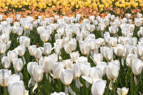 Tulip in Furusato Square in Sakura City, Chiba Prefecture, Japan photo