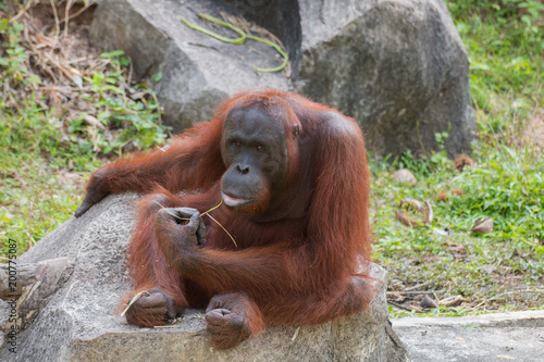 portrait of orangutan in relax time