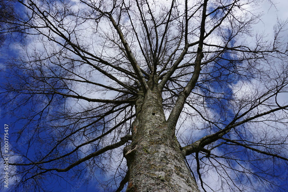 Fototapeta premium Baum mit HImmel