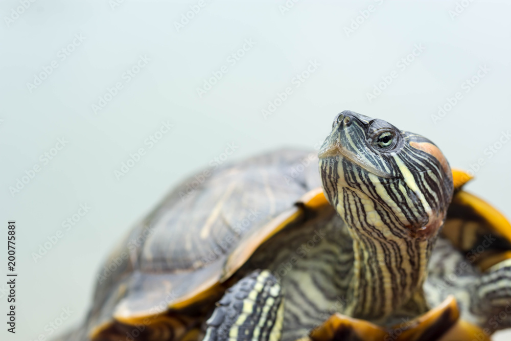 Macro shot close up focus shot of a turtle on a pond Macro shot close up focus shot of a turtle on a pond