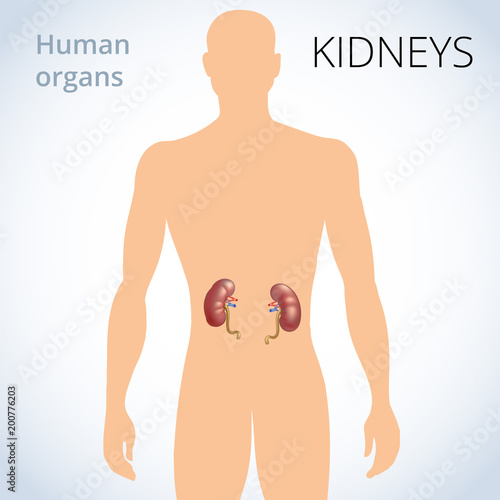the location of the kidneys in the body, the human excretory system