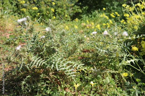 White blooming Boar thistle at the Mediterranean Sea, Malta photo