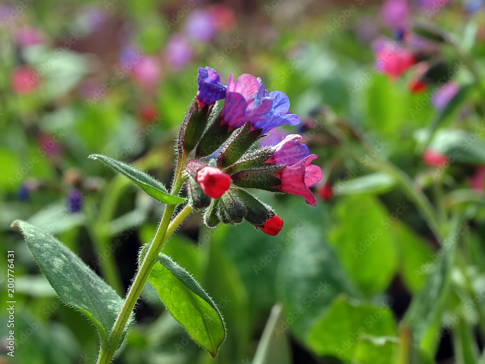 Obraz premium Lungenkraut