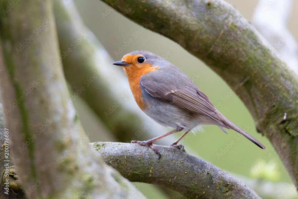 Erithacus rubecula, Robin Erithacus rubecula, Robin