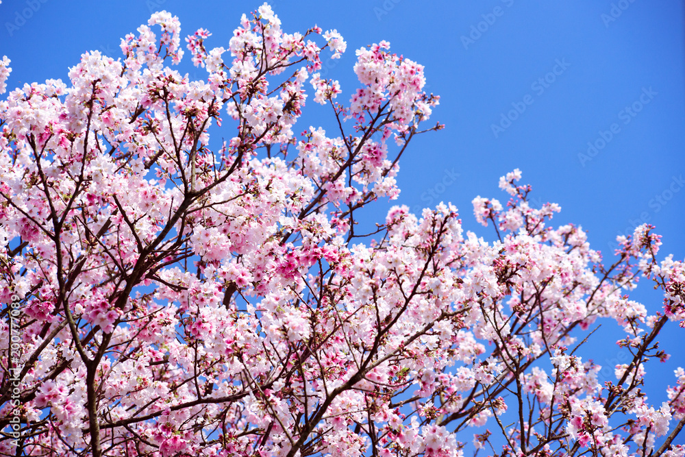 Beautiful cherry blossom sakura in spring time over sky. Beautiful cherry blossom sakura in spring time over sky.