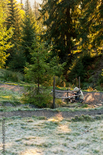 A happy man among nature