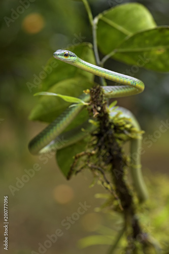 Cope's short-nosed Vine Snake - Oxybelis brevirostris, beautiful small green non venoumous snake from Central America forest, Costa Rica. photo