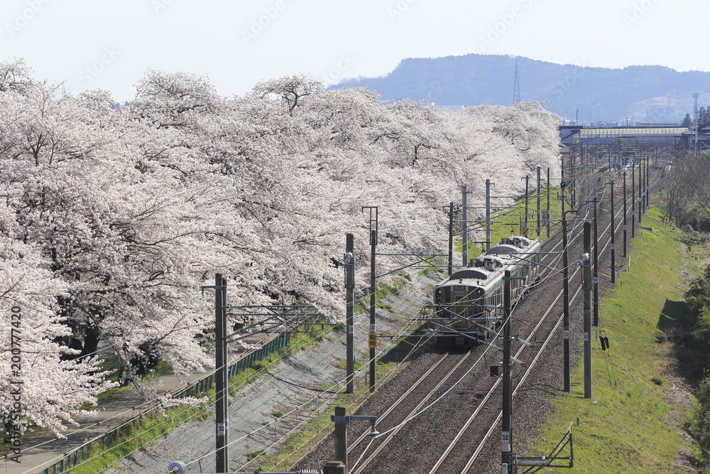Cherry blossom spots in Miyagi Prefecture
