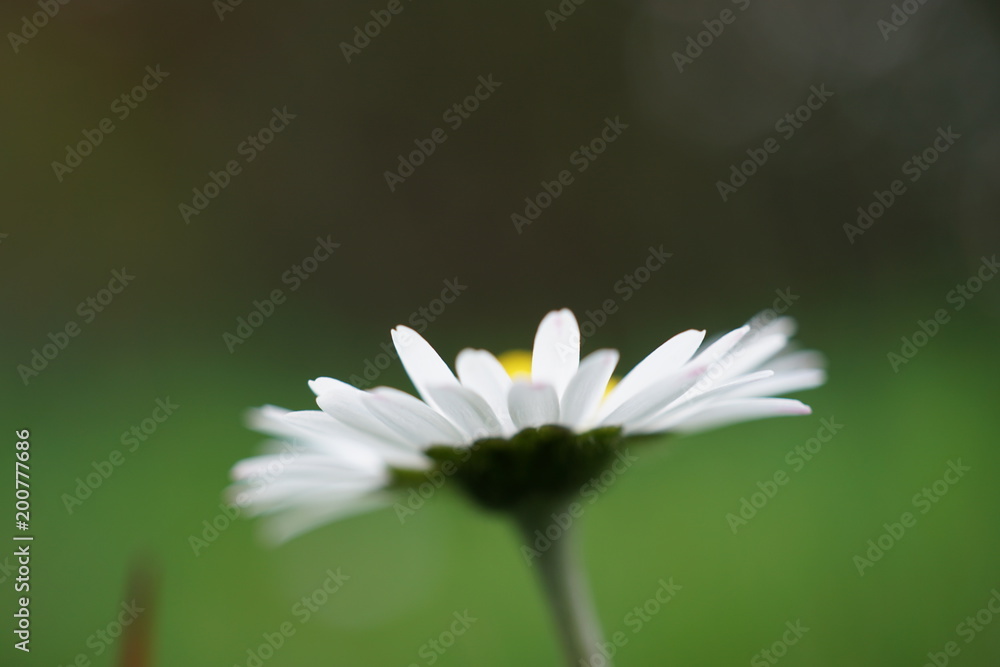 Gänseblümchen Gänseblümchen