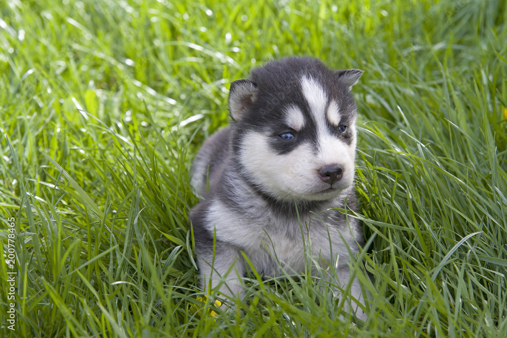 siberian husky puppy