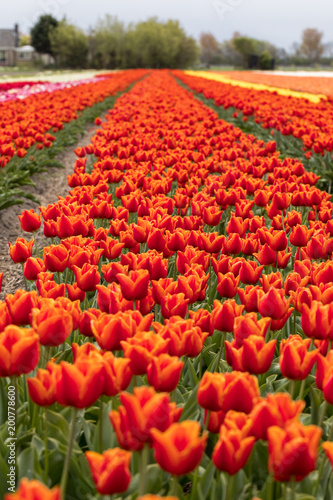 Tulip fields of the Bollenstreek  South Holland  Netherlands