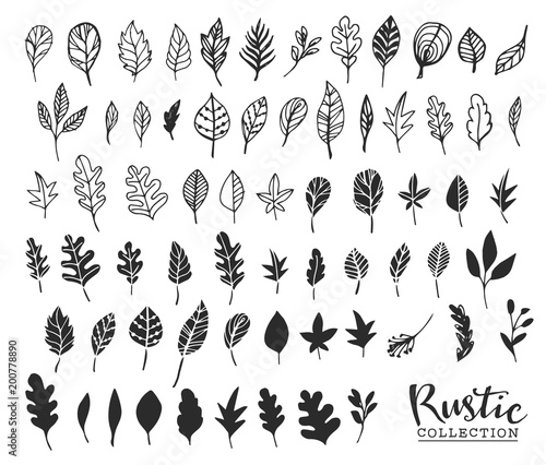 Hand drawn vintage leaves. Rustic decorative vector design elements.