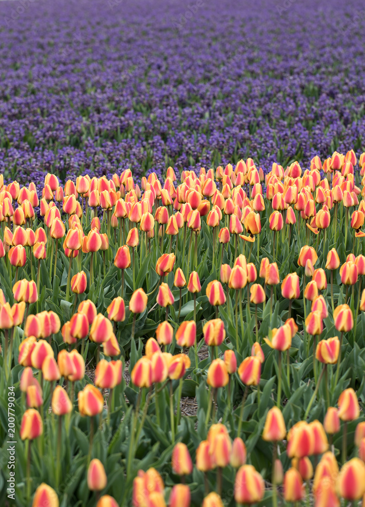 Tulip and hyacinth fields of the Bollenstreek, South Holland, Netherlands Tulip and hyacinth fields of the Bollenstreek, South Holland, Netherlands
