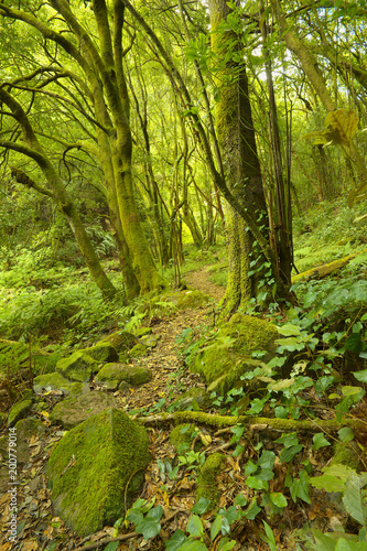Subtropical rain forest in the island of La Palma, Canary Islands