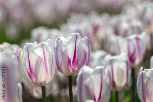 Tulip in Furusato Square in Sakura City, Chiba Prefecture, Japan photo