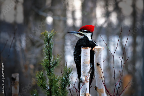 Male pileated woodpecker perched on birch stump looking left. Winter scene with evergreen branch and snow. photo