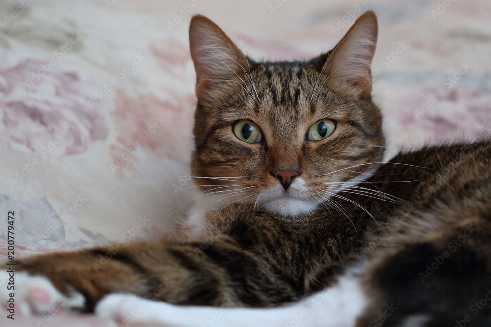 Brown short-haired domestic cat in bed