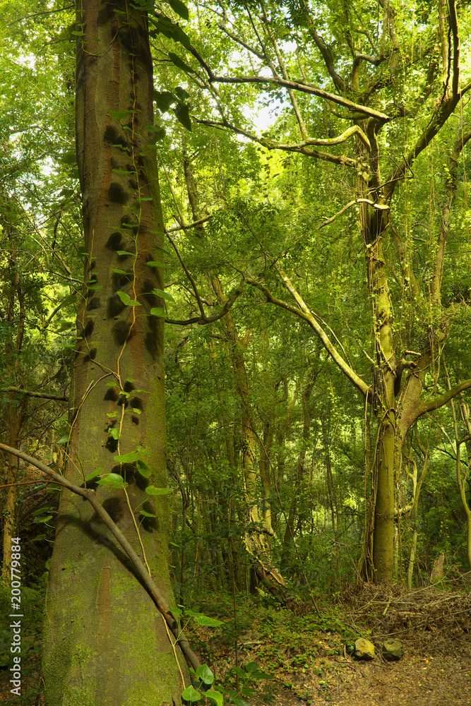 Fototapeta premium In the subtropical rain forest in the island of La Palma, Canary Islands