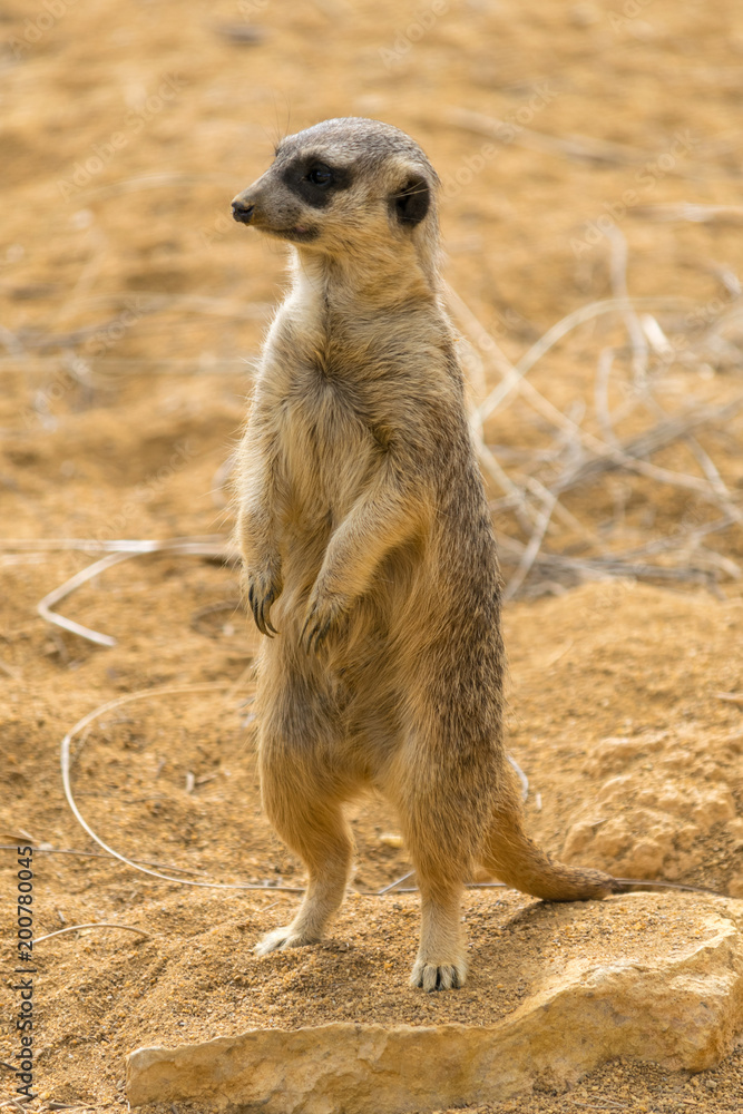 Fototapeta premium cute meerkat standing on watch
