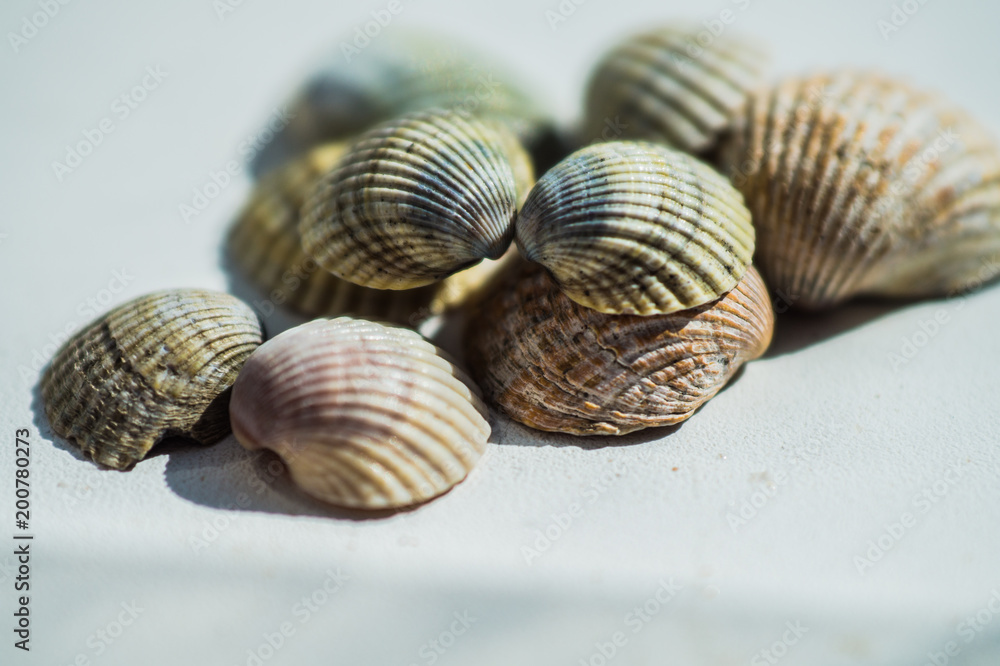 Sea shells close-up on a white background on a sunny day Sea shells close-up on a white background on a sunny day