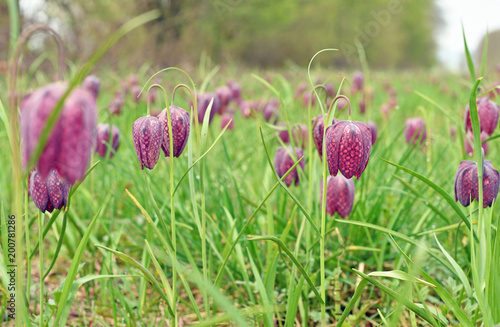 Fototapeta Naklejka Na Ścianę i Meble -  Snakes head fritillary flowers in a field