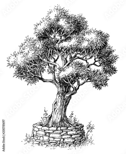 Olive tree vector
