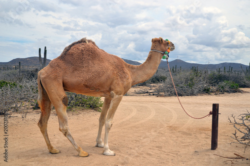 Camel in scenic Mexico. Travels. Recreation  