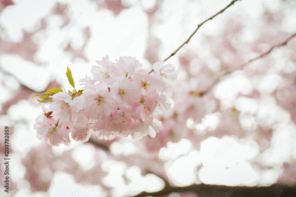 Obraz premium Pink blossoms during springtime