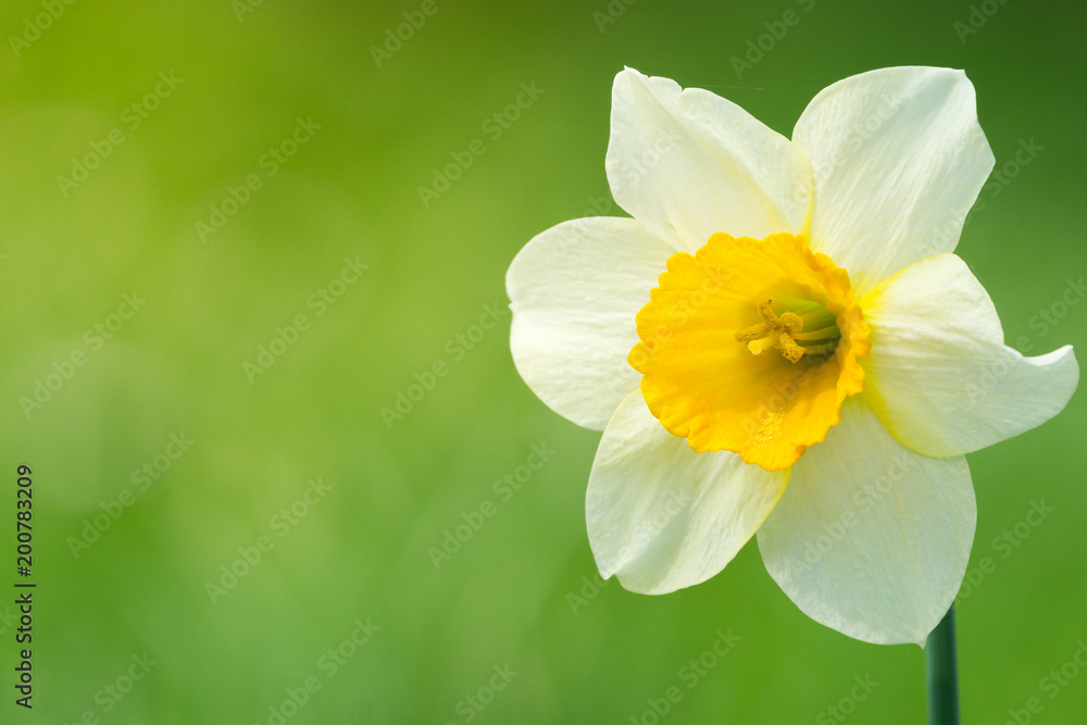 Weiße Narzisse (Narcissus) blüht im Licht der Morgensonne. Weiße Narzisse (Narcissus) blüht im Licht der Morgensonne.