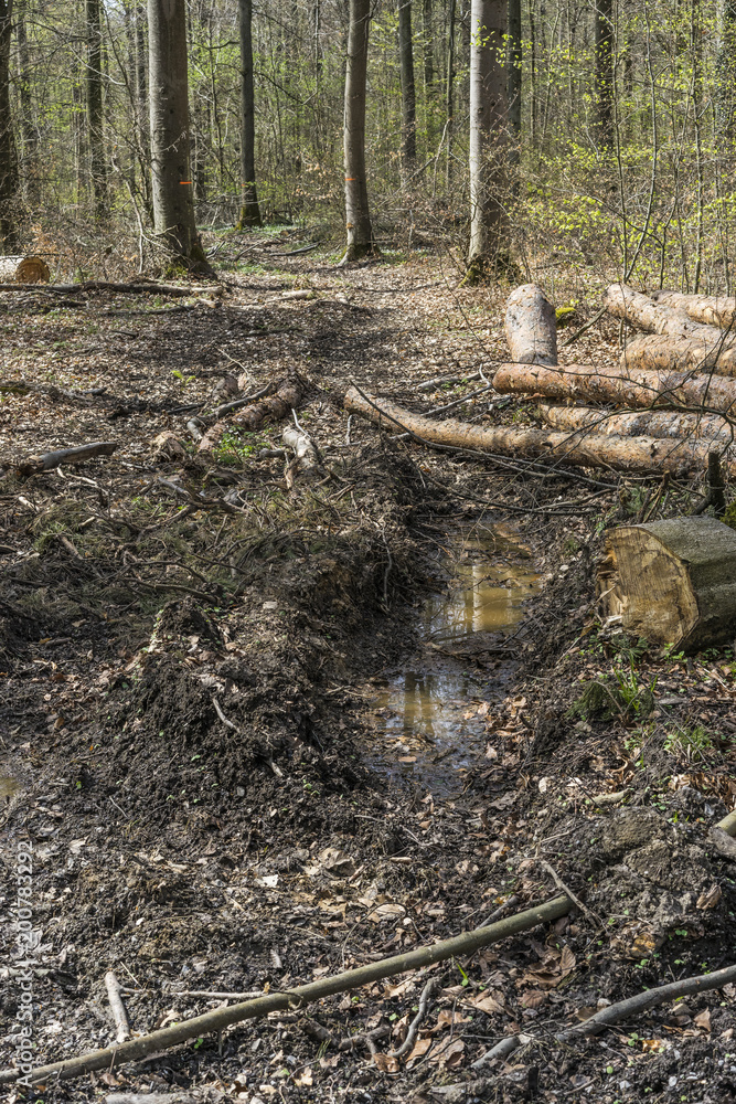 Zerstörung des Waldbodens durch den Einsatz von Grossmaschinen bei der Holzernte Zerstörung des Waldbodens durch den Einsatz von Grossmaschinen bei der Holzernte