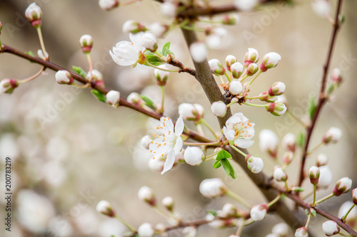 Spring blossom of cherry tree  macro photo
