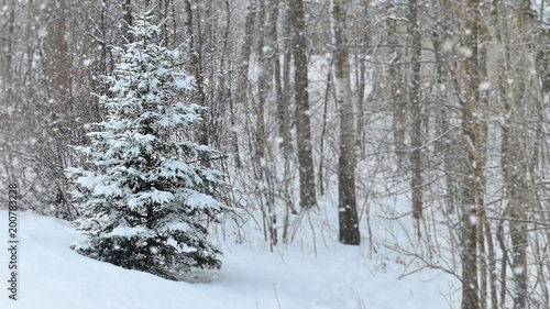 Spruce evergreen tree with snow on branches in winter snowfall