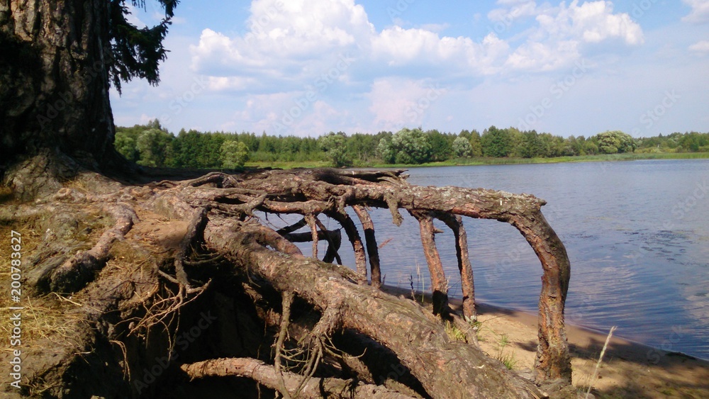 Fototapeta premium fancy a root